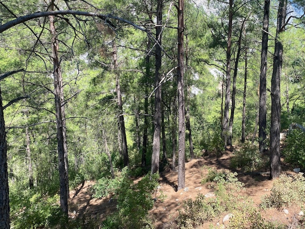 De grands pins grêles dans une forêt de conifères