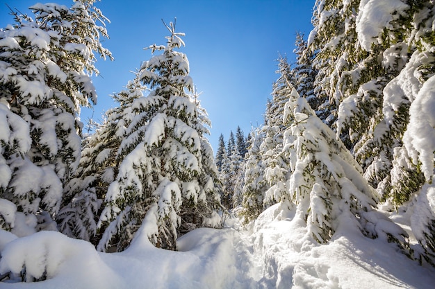 Grands sapins couverts de neige profonde