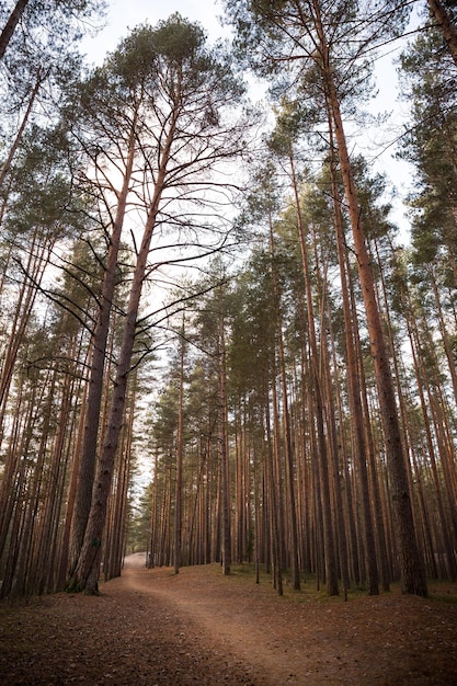 Grands sapins dans la forêt Un chemin étroit dans la forêt entre les arbres. en plein air