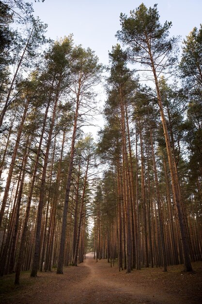 De grands sapins dans la forêt Un chemin étroit dans la forêt entre les arbres