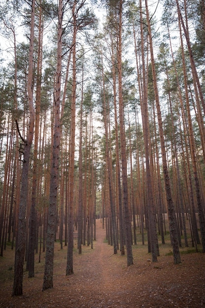 De grands sapins dans la forêt Un chemin étroit dans la forêt entre les arbres