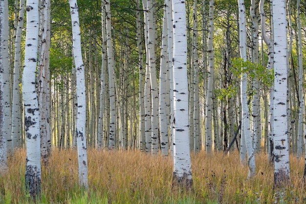 Les grands troncs droits des arbres dans les forêts à l'écorce gris pâle et au feuillage vert