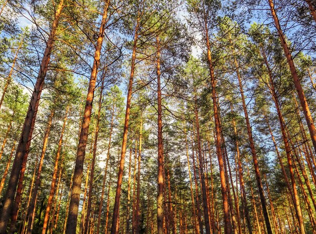 Grands troncs de pins sur fond de ciel bleu dans la forêt