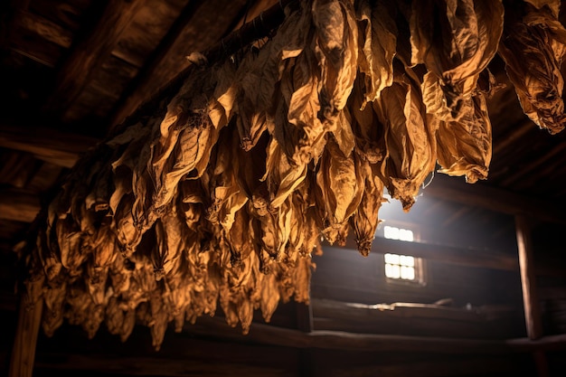 Une grange rustique avec des feuilles de tabac suspendues