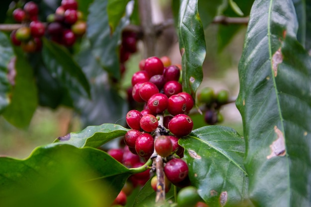 Granos de cafÃƒÂƒÃ‚Â© madurando en un ÃƒÂƒÃ‚Â¡rbol, campos de jarabacoa, repÃƒÂƒÃ‚Âºblica dominicana