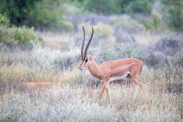 La Grant Gazelle broute dans l'immensité de la savane kenyane