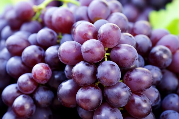 Grapes violettes biologiques fraîches