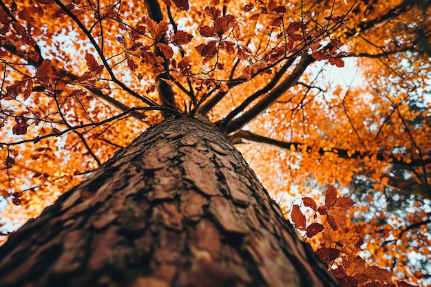 Graphique en bas angle d'un arbre à feuilles brunes