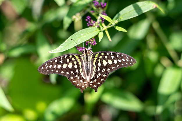 Graphium agamemnon ou jaybutterfly à queue assis sur des feuilles vertes aux ailes ouvertes, vue de dessus