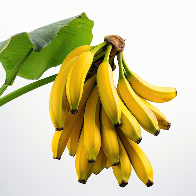 Une grappe de bananes isolée sur un fond blanc