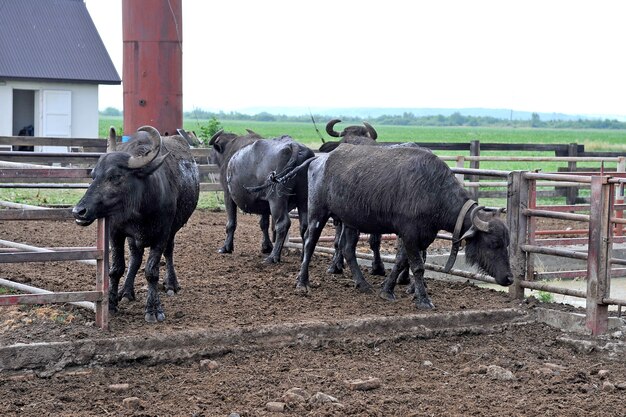 La grappe de buffles à la ferme