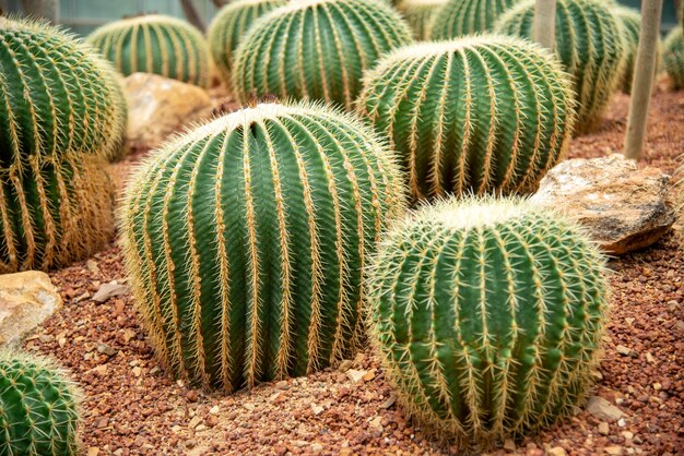 grappe de cactus dans un jardin