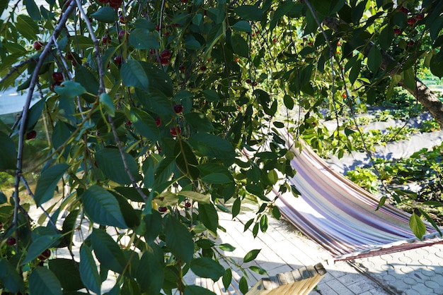 Grappe de cerises Stella rouge foncé mûres accrochées à une branche de cerisier avec des feuilles vertes et un arrière-plan flou