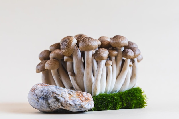 Photo grappe de champignons shimeji bruns frais bouchent les champignons shimeji sur fond clair avec de la pierre et de la mousse