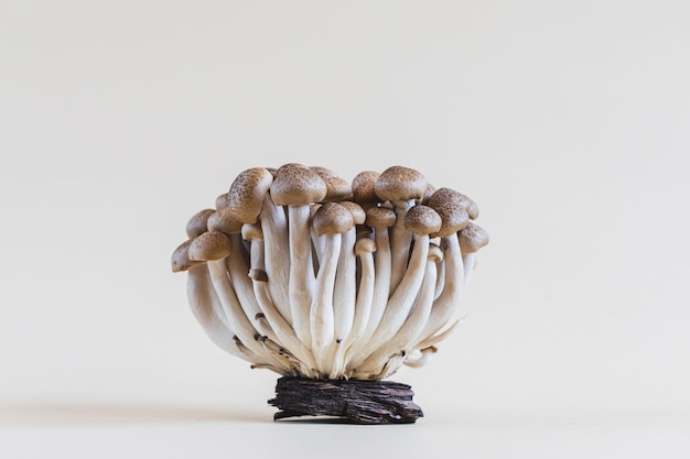 Photo grappe de champignons shimeji bruns frais bouchent les champignons shimeji sur fond clair avec de la pierre et de la mousse