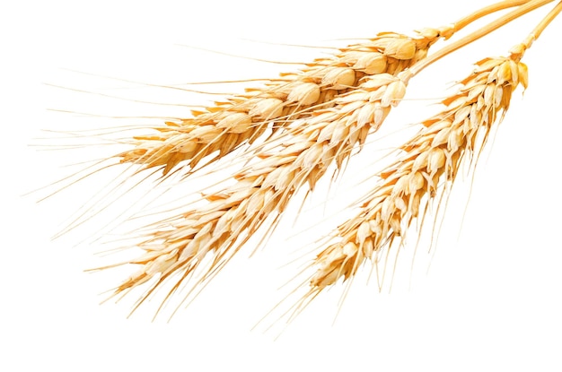 Une grappe d'éperles de blé