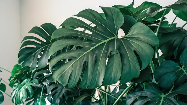 Une grappe de feuilles de monstera