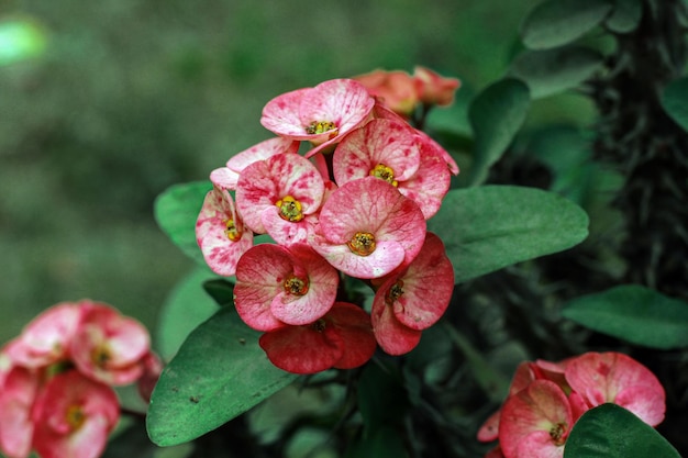 Une grappe de fleurs sur fond vert