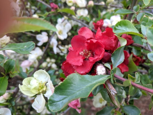 Une grappe de fleurs qui s'épanouit sur une branche d'arbre