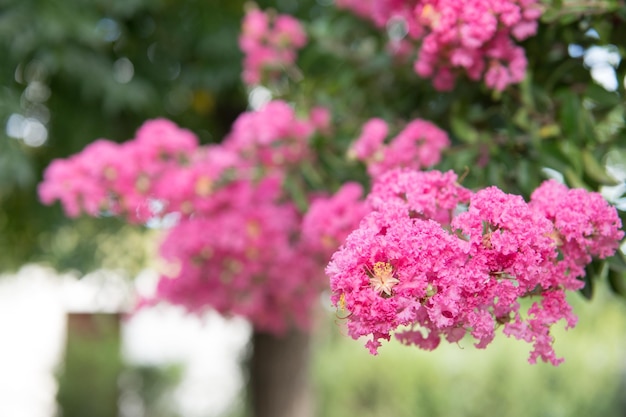 Une grappe de fleurs roses avec le mot bougainvillier sur le dessus