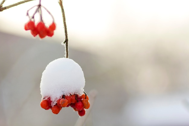 grappe de fruits rouges mûrs brillants séchés