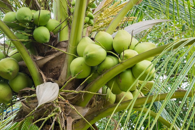 Grappe de noix de coco fraîche sur cocotier