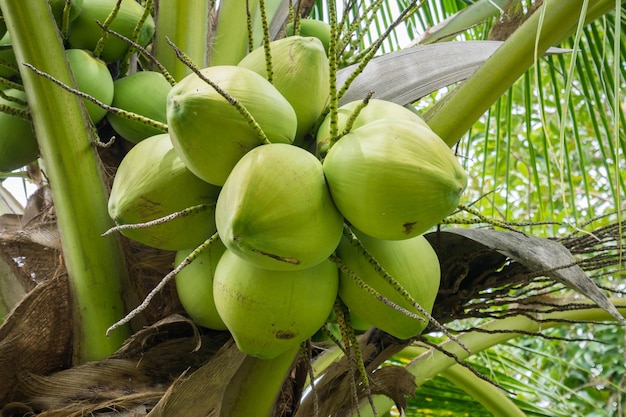 Grappe de noix de coco fraîche sur cocotier