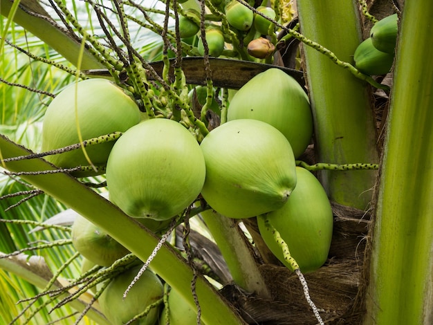 Grappe de noix de coco fraîche sur cocotier