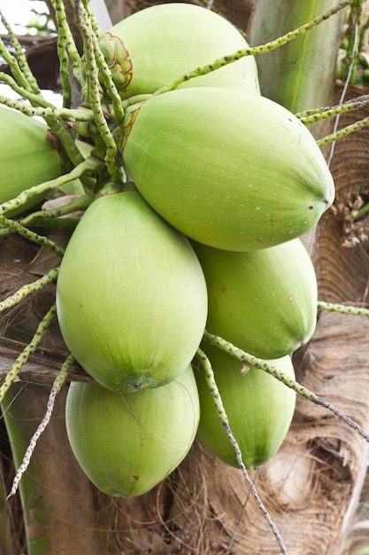 Une grappe de noix de coco