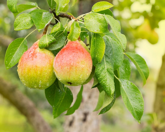 Une grappe de poires mûres sur une branche d'arbre