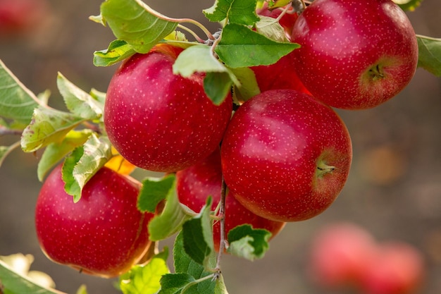 Grappe de pommes rouges mûres encore sur l'arbre en attente d'être cueillies