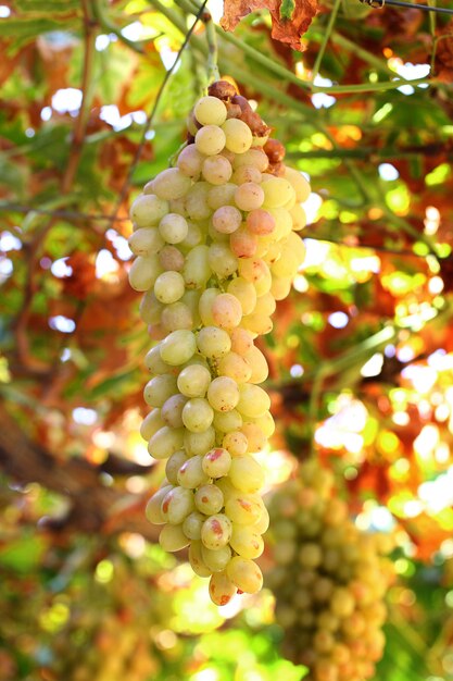 Grappe de raisin blanc accroché à une vigne sur un fond de feuilles.