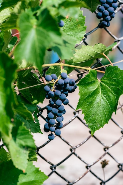 Grappe de raisin bleu