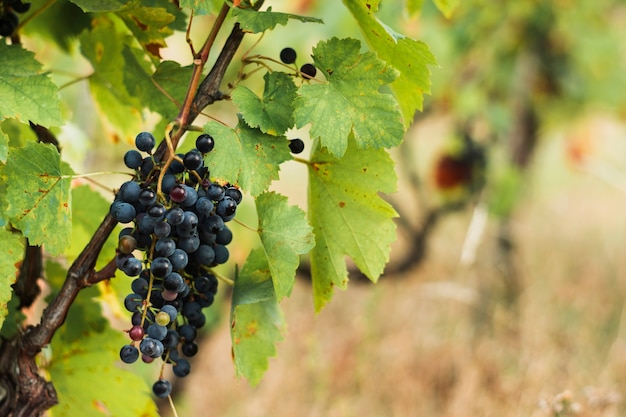 Grappe de raisin sur la branche