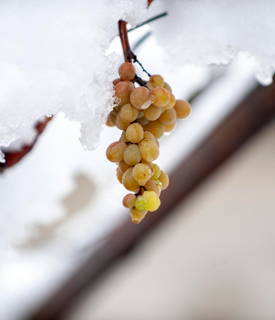 La grappe de raisin congelée en hiver DOF est peu profonde