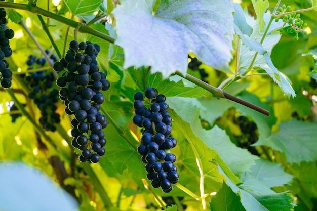 Grappe de raisin dans un jardin flou