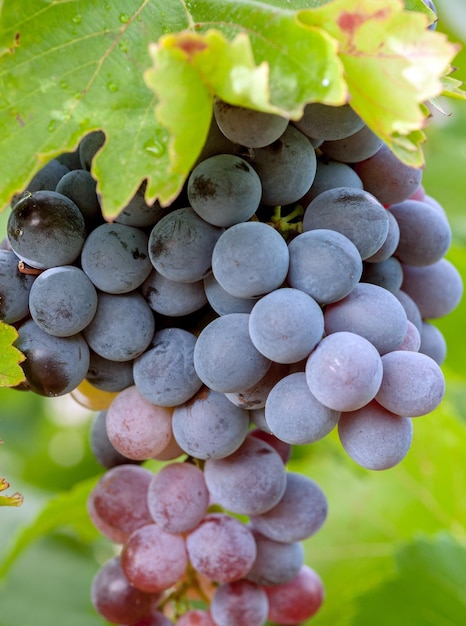 Grappe de raisin dans la vigne