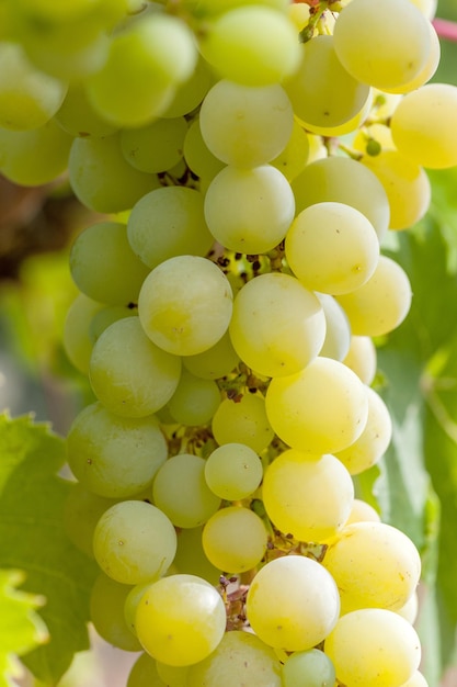 Grappe de raisin dans la vigne