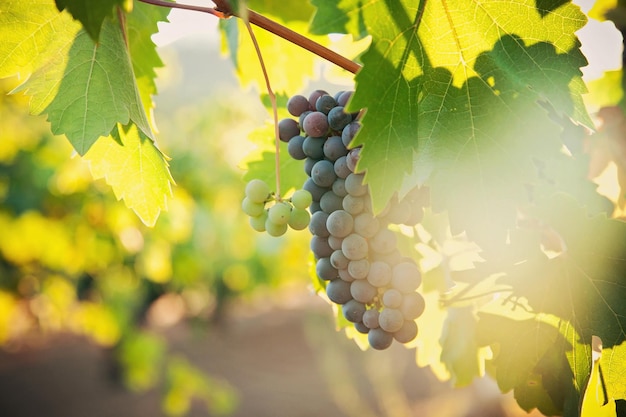 Une grappe de raisin dans le vignoble