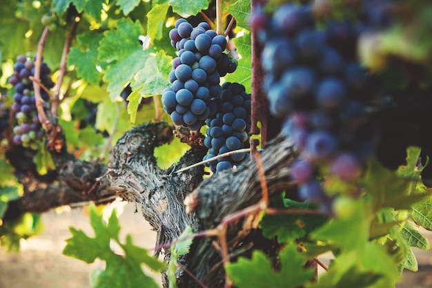 Une grappe de raisin dans le vignoble