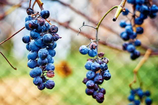 Grappe de raisin mûr sur la récolte d'automne de la vigne