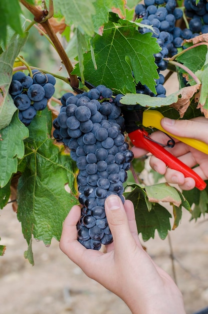 grappe de raisin noir suspendu à un plant de vigne au vignoble