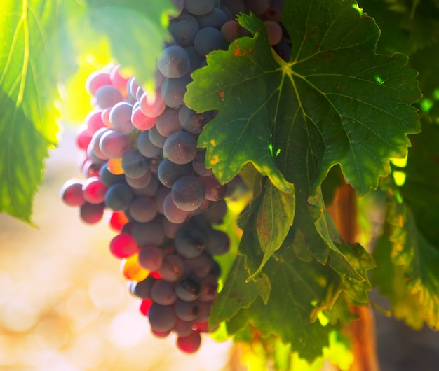 grappe de raisin à l&#39;usine de vignes en journée ensoleillée