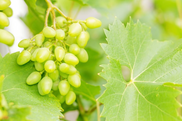 Grappe de raisin vert accroché à la vigne dans le vignoble contre les feuilles vertes close up