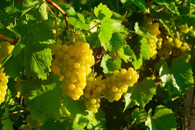 Grappe de raisin vert sur la vigne d'été