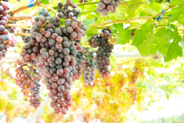 Grappe de raisin sur une vigne au coucher du soleil.