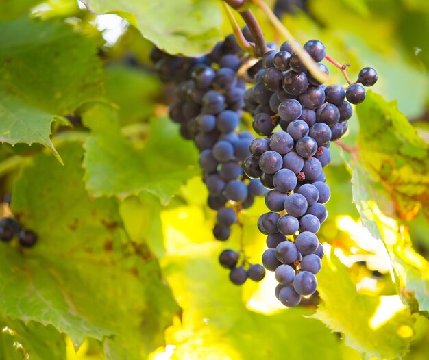 Grappe de raisin sur la vigne au soleil