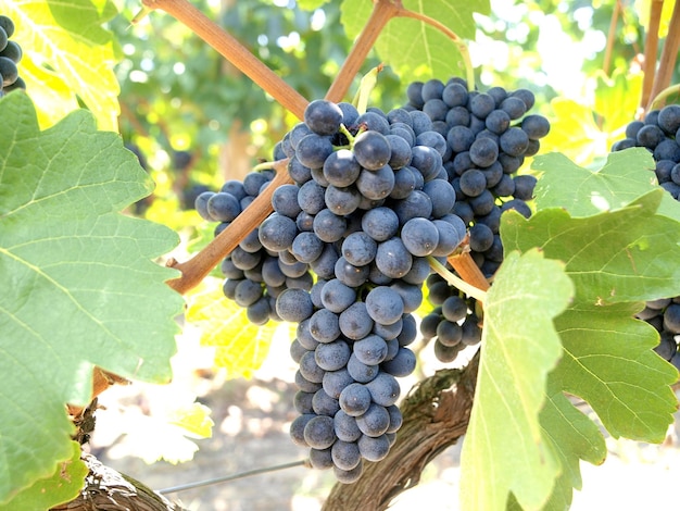 Une grappe de raisin sur une vigne avec les feuilles sur la vigne.