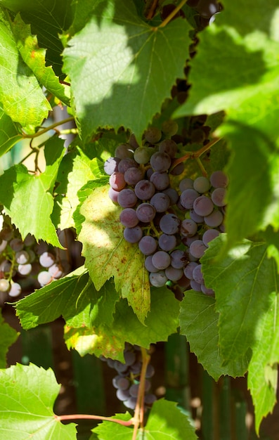 Grappe de raisin sur une vigne