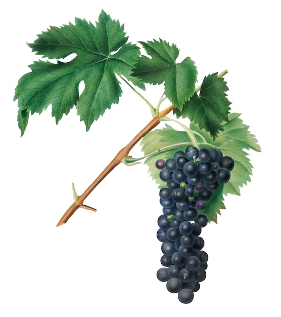 Grappe de raisin de vin Aleatico dessinée à la main